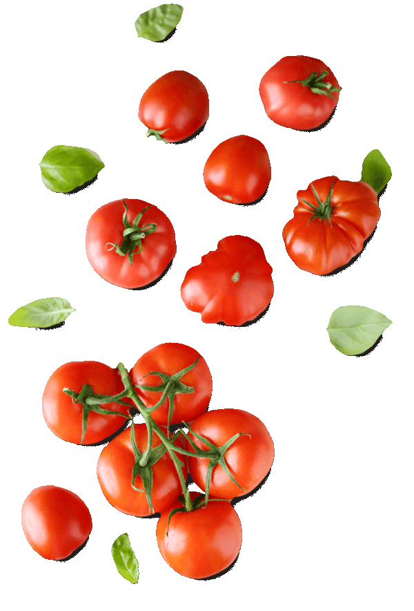  fresh tomato 
